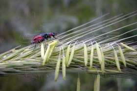 عکاسی ماکرو 004 - Macrography ( 073 )